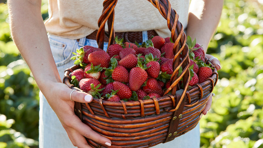 Strawberry Season - Pick Your Own